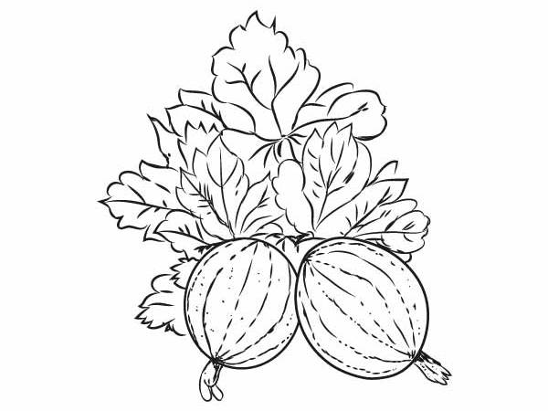Online coloring book: Coloring book gooseberries with leaves